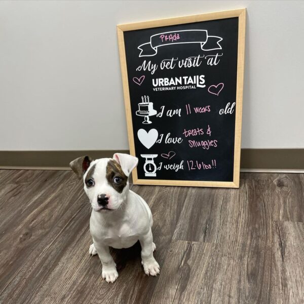 An adorable puppy named Prada sits in front of a "My Vet Visit" sign